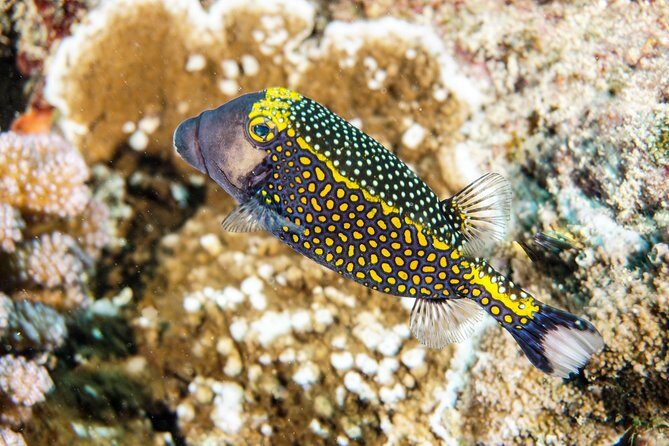 1/2 day Tahaa coral garden - departure Raiatea / ideal for cruise passengers - Key things I’d plan around