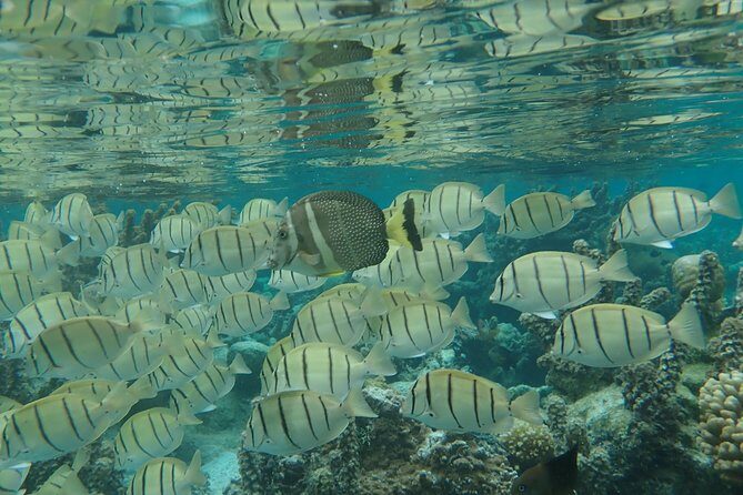 1/2 day Tahaa coral garden - departure Raiatea / ideal for cruise passengers - Your half-day plan: from Raiatea to Tahaa and back