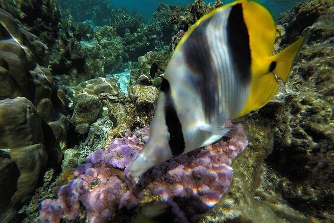 1/2 day Tahaa coral garden - departure Raiatea / ideal for cruise passengers - What’s included, what’s not, and the water-shoe reality