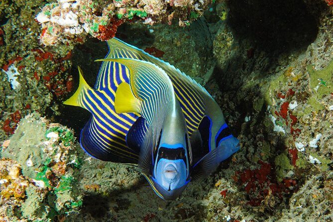 1/2 day Tahaa coral garden - departure Raiatea / ideal for cruise passengers - Guides, small groups, and safety on the reef