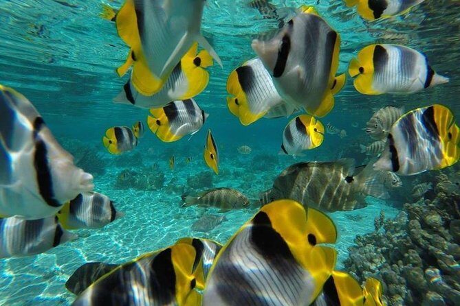 1/2 day Tahaa coral garden - departure Raiatea / ideal for cruise passengers - Price and value: is $144.54 a fair deal?