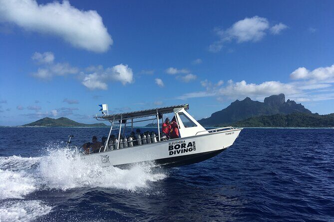 1 Afternoon Dive for Certified Divers in Bora Bora - Afternoon timing in Bora Bora (1 to 5 pm) without stealing your whole day
