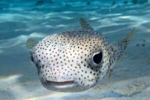 1 Afternoon Dive for Certified Divers in Bora Bora - Small group size (max five) and why it feels more personal