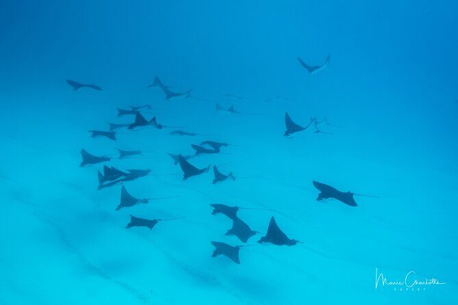 1 Afternoon Dive for Certified Divers in Bora Bora - Gear is provided, plus Nitrox if you’re already certified