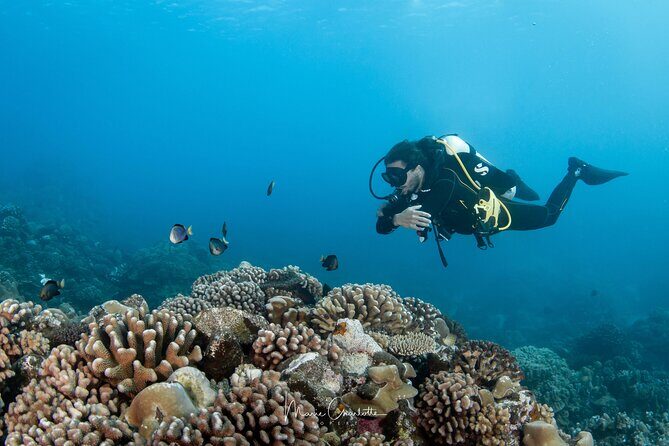 1 Afternoon Dive for Certified Divers in Bora Bora - Lagoon or reef: how your guide chooses the underwater spot