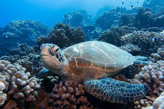 1 Afternoon Dive for Certified Divers in Bora Bora - Named crew and boat leadership: Captain David and guides like Flo, Pascal, Nicholas