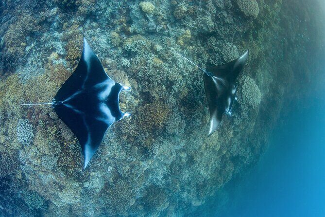 2 Dives in the morning for certified divers in Bora Bora - Key things I’d lock in before you go