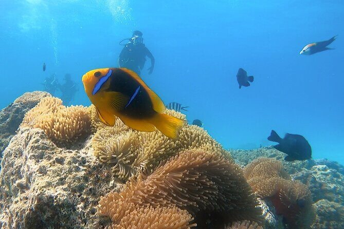 2 Dives in the morning for certified divers in Bora Bora - The real appeal: two sites, small group, and a calm morning pace
