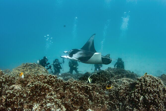 2 Dives in the morning for certified divers in Bora Bora - Who this fits best (and who should think twice)
