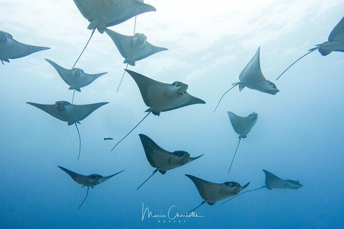 2 Dives in the morning for certified divers in Bora Bora - Lagoon one, outside-reef one: what you’re signing up for underwater