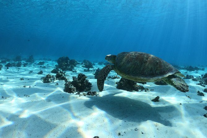 2 hours discovery tour of Moorea by Jet Ski - Tiahura swim stop: the coral garden moment