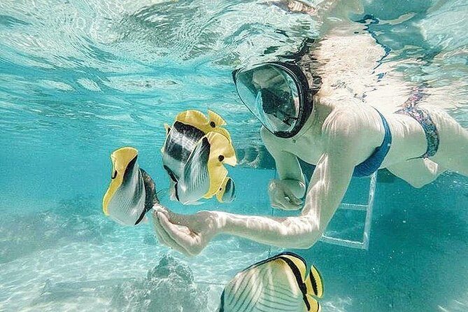 3-hour Lagoon Snorkeling Tour - Shared Tour - What You’ll Actually Get in 3 Hours on Moorea’s Lagoon