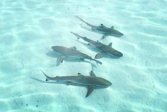 3-hour Lagoon Snorkeling Tour - Shared Tour - Break Time: Fresh Fruit, Drinks, and Why It Matters