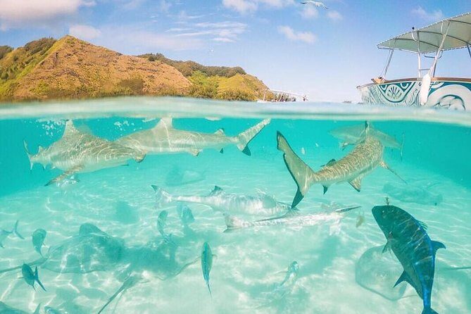 3-hour Lagoon Snorkeling Tour - Shared Tour - Guide Power: Mana, Wilfred, Knolte, and the Polished Chill Factor