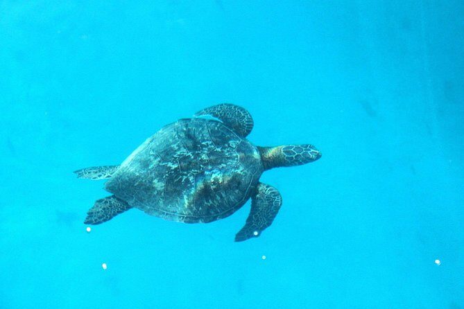 3-hour Lagoon Snorkeling Tour - Shared Tour - Price and Value: Is $91.88 Worth It for Moorea?