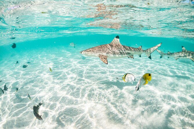 3-Hour Snorkeling Tour - What to bring (and what to expect from the included snorkeling gear)