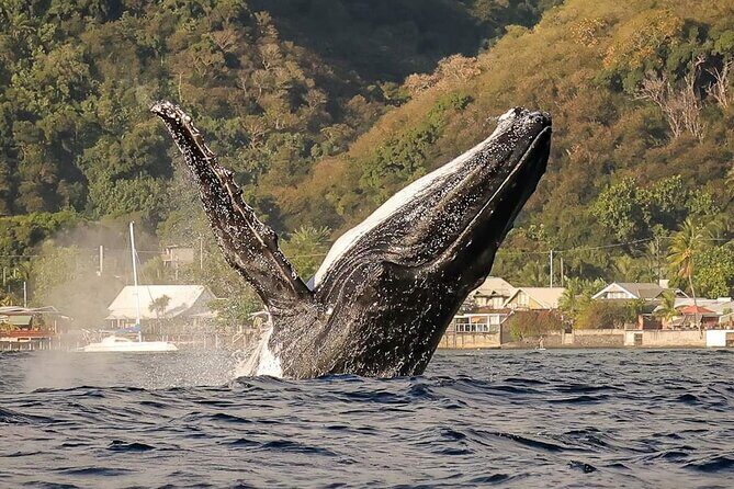 4 Hours of Humpback Whale Watching in Tahiti - Key Highlights You’ll Care About