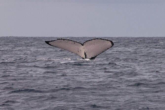 4 Hours of Humpback Whale Watching in Tahiti - Four Hours on the Water From Puna’auia: How the Trip Really Flows