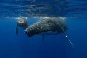 4 Hours of Humpback Whale Watching in Tahiti - Finding Whales: Boat Scans First, Then Possible In-Water Time