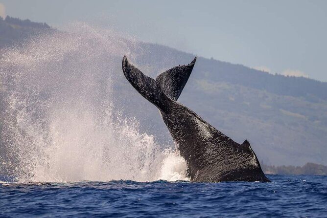 4 Hours of Humpback Whale Watching in Tahiti - Hydrophone Whale Song: The Little Tech That Changes Everything