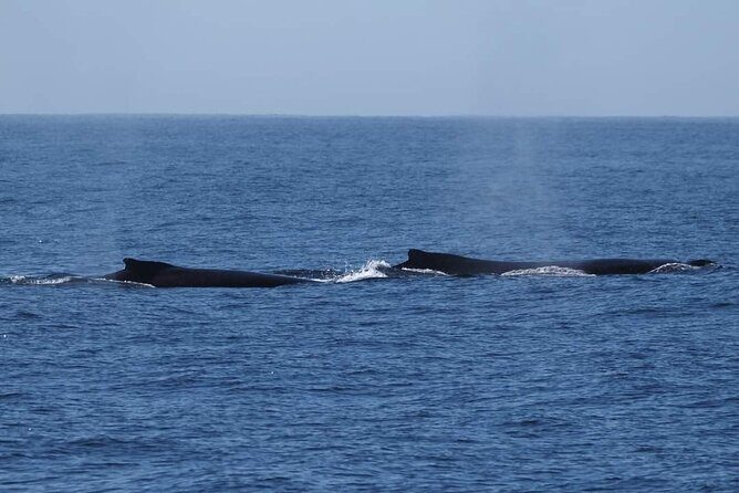 4 Hours of Humpback Whale Watching in Tahiti - Who This Tahiti Whale Watching Tour Fits Best