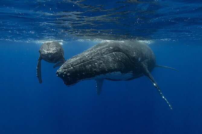 4 Hours of Humpback Whale Watching in Tahiti - Finding Whales: Boat Scans First, Then Possible In-Water Time