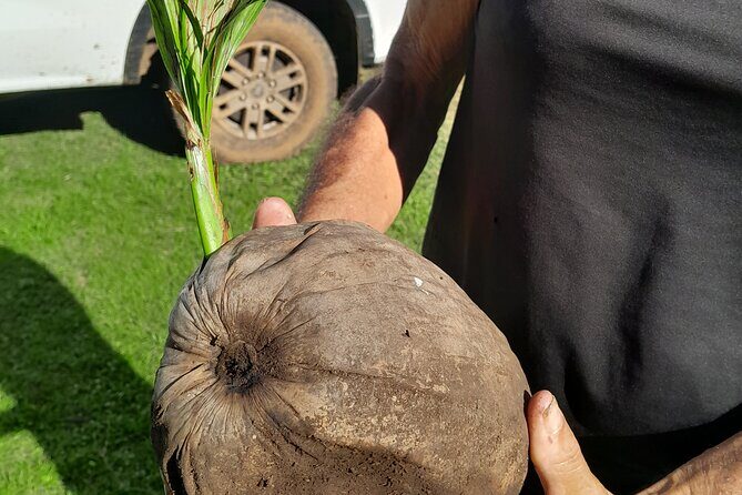 4x4 Tour – Culture, Crafts and Agritourism in Raiatea - Stop 3: Opoa fa’apu gardens—coconut lessons and seasonal crops