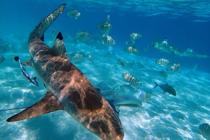 6 Hour Private Boat Activity with Snorkeling & Lunch - Snorkeling Stops: Stingrays, Blacktip Sharks, Turtles, and Colorful Fish