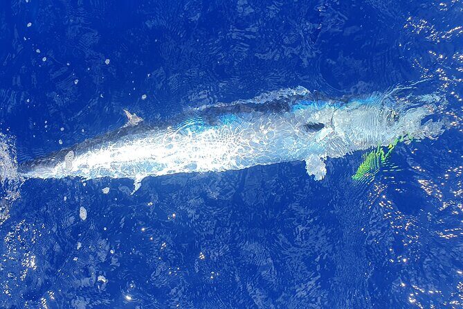 A Day of Big Game Fishing in a small group - Small-group feel: why max 4 fishermen changes the day
