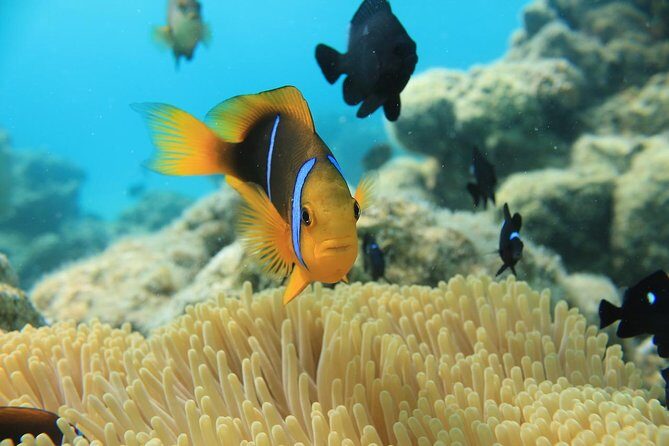 Aqua Safari Introductory Helmet Dive (Underwater Walk) - Who should book this underwater helmet walk