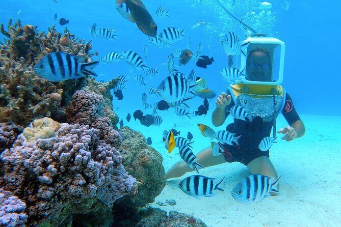 Aqua Safari Introductory Helmet Dive (Underwater Walk) - Walking the coral garden: fish, reef, and those stingrays