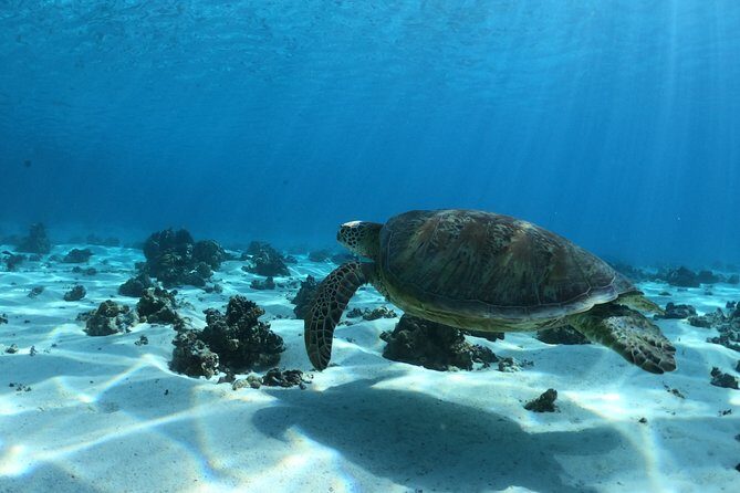 Best Way to Interact with Ocean Wildlife with Lunch. 6H - How the Small Group Size Changes the Whole Day