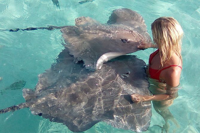 Best Way to Interact with Ocean Wildlife with Lunch. 6H - Timing, Pickup, and What to Pack for a Smooth Half Day