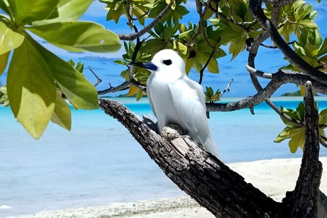 BLUE LAGOON | Eco-tour | Snorkeling Avatoru | Secret Green Lagoon - Timing, pickup, and what to pack for a long lagoon day
