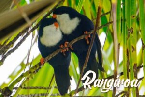Blue Lagoon - PRIVATE ISLAND Pink sand beach and wildlife reserve - Le Lagon Bleu: Pink Sand, Birds, and the City of Sharks Setup