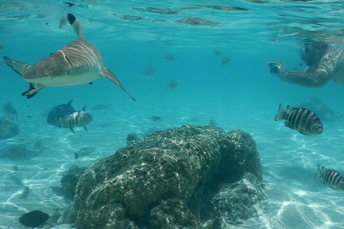 Boat tour 1/2 day Excursion in the lagoon of Moorea - Boat Comfort, Gear, and Timing That Makes Sense