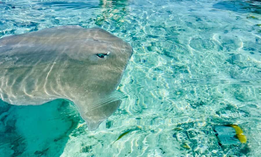 Bora Bora: 1/2 day lagoon safari - Shared tour - How a 4-hour lagoon safari fits Bora Bora time