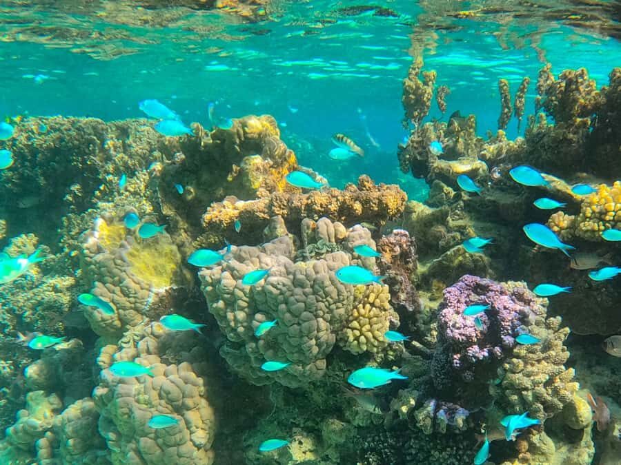 Bora Bora: 1/2 day lagoon safari - Shared tour - Stop 1: stingrays and blacktip reef sharks, with real guidance
