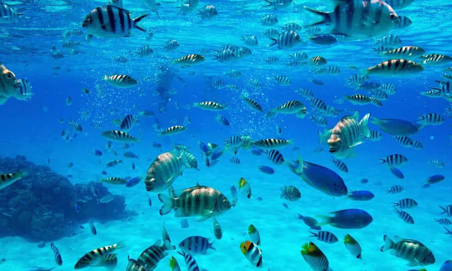 Bora Bora: 1/2 day lagoon safari - Shared tour - Price and value: is $117 worth it?