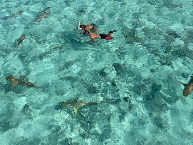 Bora Bora: 1/2 day lagoon safari - Shared tour - Pickup and the vibe: you’ll be moving, not waiting