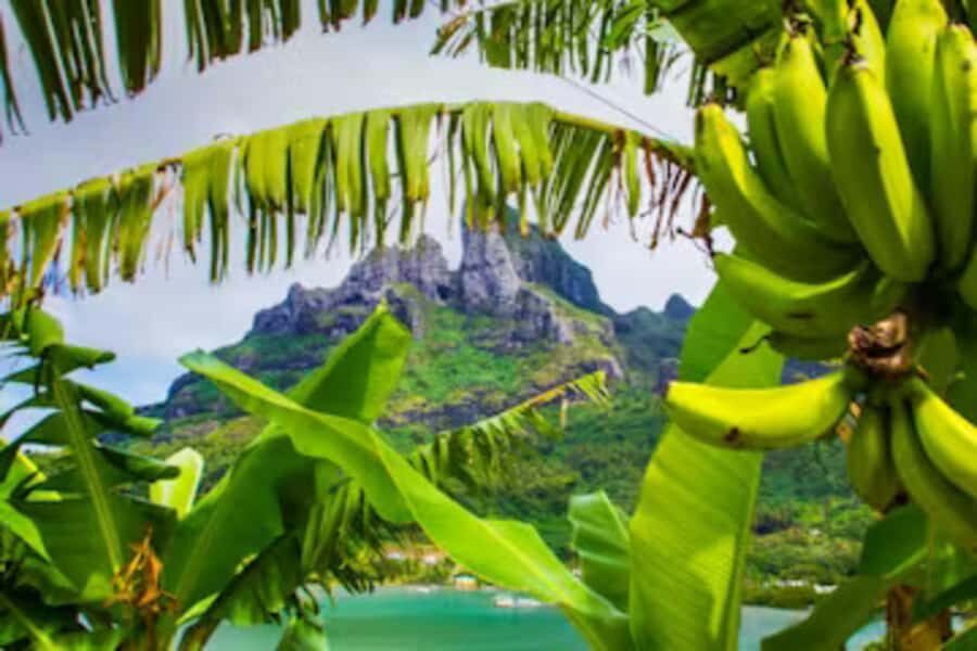 Bora Bora: 4WD History & Culture Tour - Faanui Valley fruit plantations and a pareu workshop where you can ask real questions