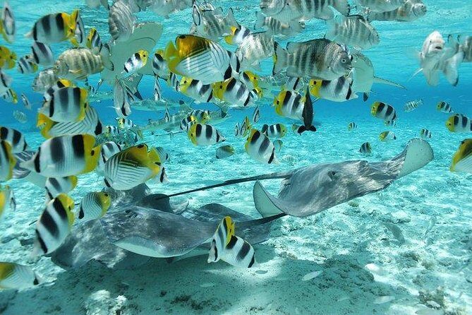 Bora Bora 4WD Tour & Eco Shark & Ray Snorkel Cruise - Lunch at Bloody Mary’s: tasty break and a little show