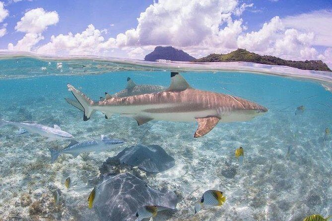 Bora Bora 4WD Tour & Eco Shark & Ray Snorkel Cruise - The lagoon snorkel: stingrays and black-tip reef sharks, plus safety coaching