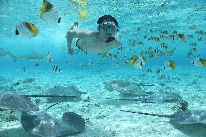 Bora Bora 4WD Tour & Eco Shark & Ray Snorkel Cruise - Value check: is $260.58 a good deal in Bora Bora?