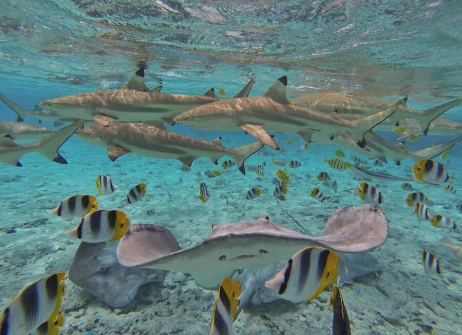 Bora Bora by Land and Sea: 4WD Safari and Snorkel - Lagoon Cruise Focused on Stingrays and Black-Tip Reef Sharks