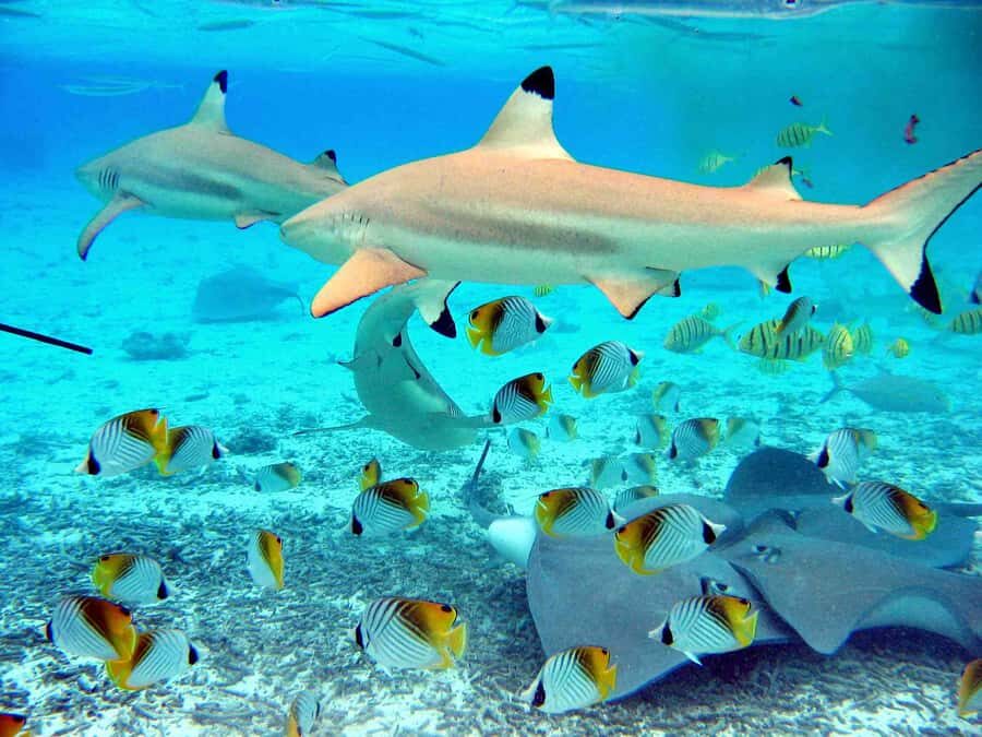 Bora Bora: Eco Shark and Snorkeling Safari - First snorkeling stop: black-tip reef sharks, stingrays, and moray eels