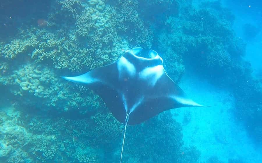 Bora Bora: Full day Lagoon Safari & Lunch on a Motu - ST - Bora Bora lagoon safari: what you’re buying for $151