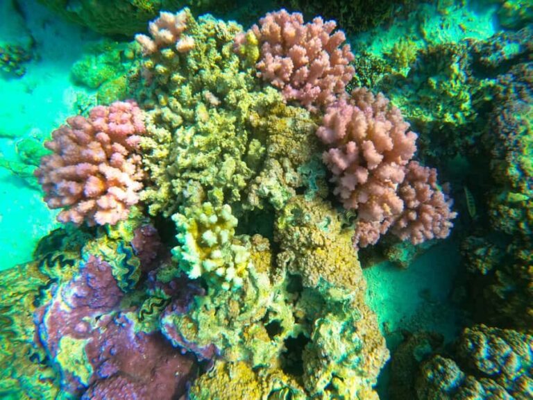 Bora Bora: Full day Lagoon Safari & Lunch on a Motu - ST - Pickup by boat and the small details that keep it smooth