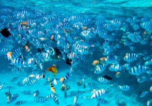 Bora Bora: Full-Day Lagoon Snorkelling Tour - Circle-island boat ride: get your bearings fast
