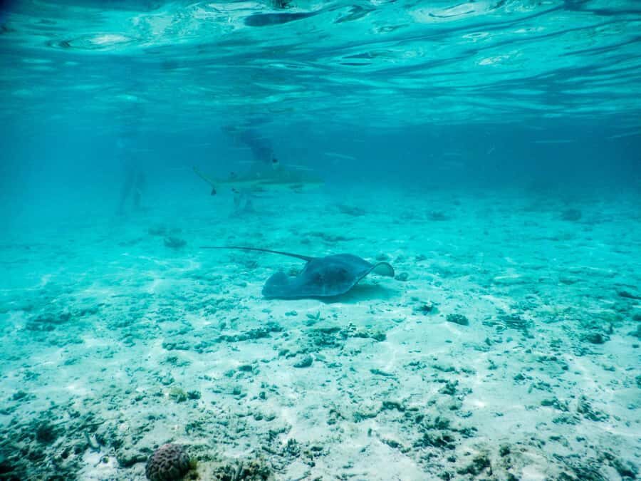 Bora Bora: Half-Day Lagoon Snorkelling Tour - A 3-hour lagoon circuit that actually feels like Bora Bora